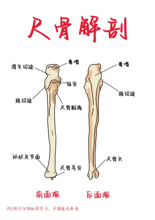 医学生笔记——尺骨解剖