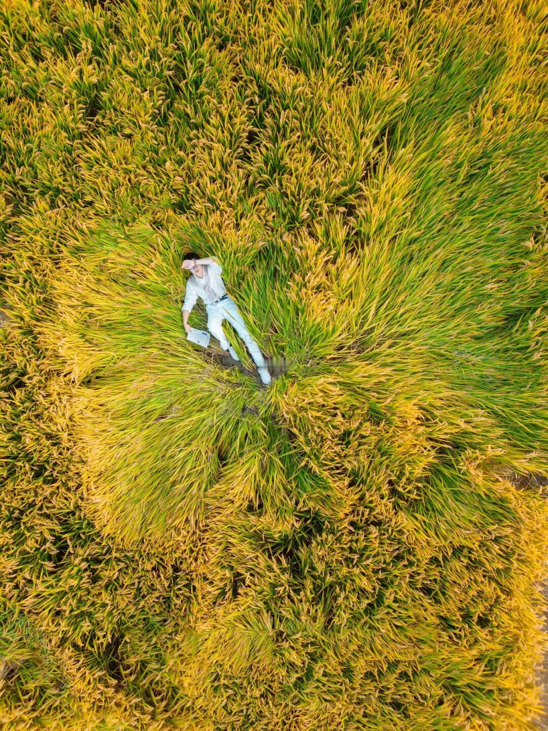 拍到今年最佳稻田照🌾拍照姿势分享