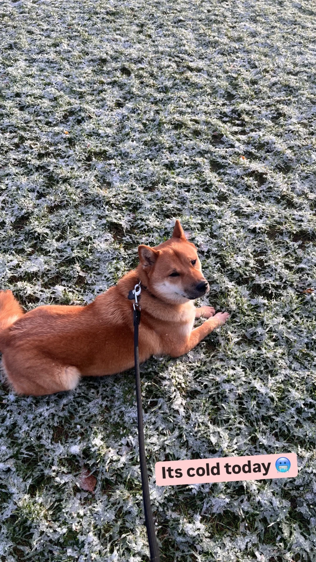 说真的，第一次看到下雪