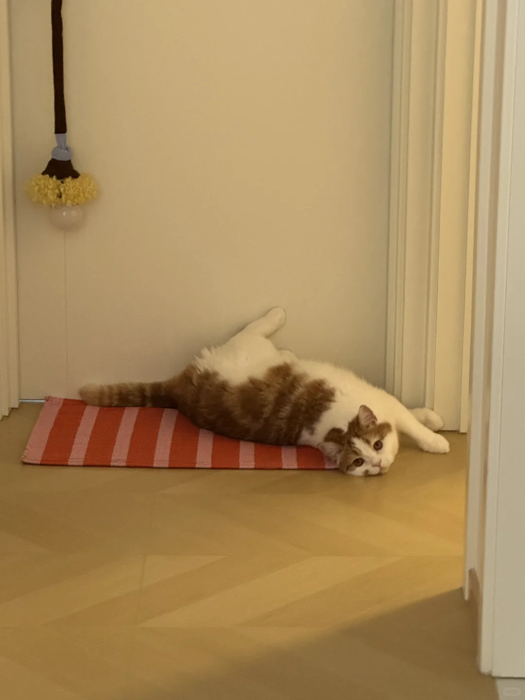 你好chill啊小猪咪