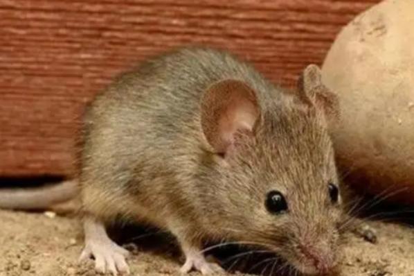 为什么农村老鼠变少了？一位60多岁的农户表示：目前农村的老鼠的确比以前少很多，主