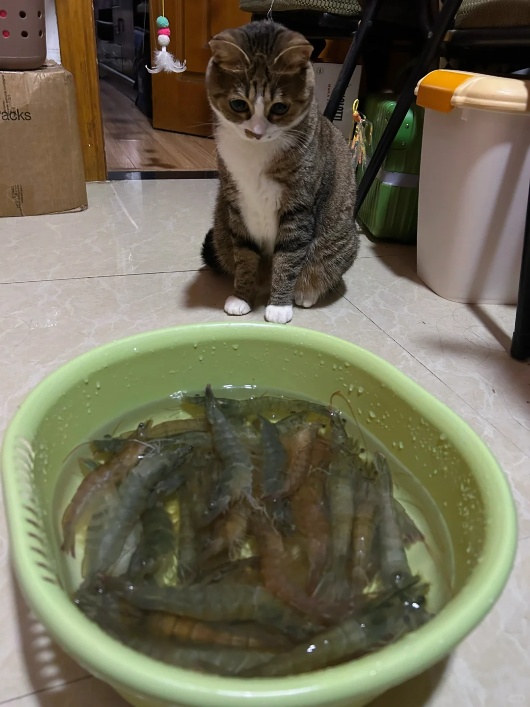 心有虾而力不足