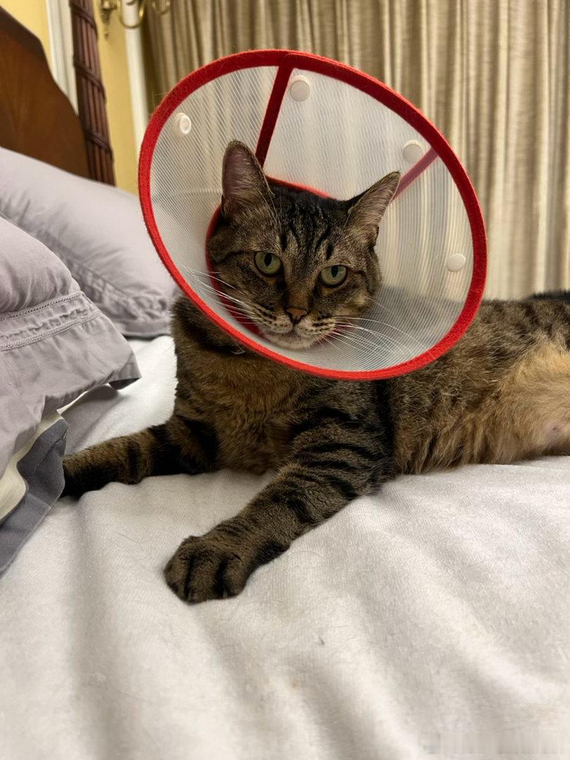 以后再也不捡男猫了！一个个的，打架的打架，绝食的绝食，纯烦人！（小猴除外 