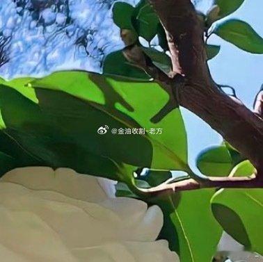 每日一善 山脚下的人总羡慕山顶的风景，可山顶的人说：“最好的风景，是爬山时遇到的