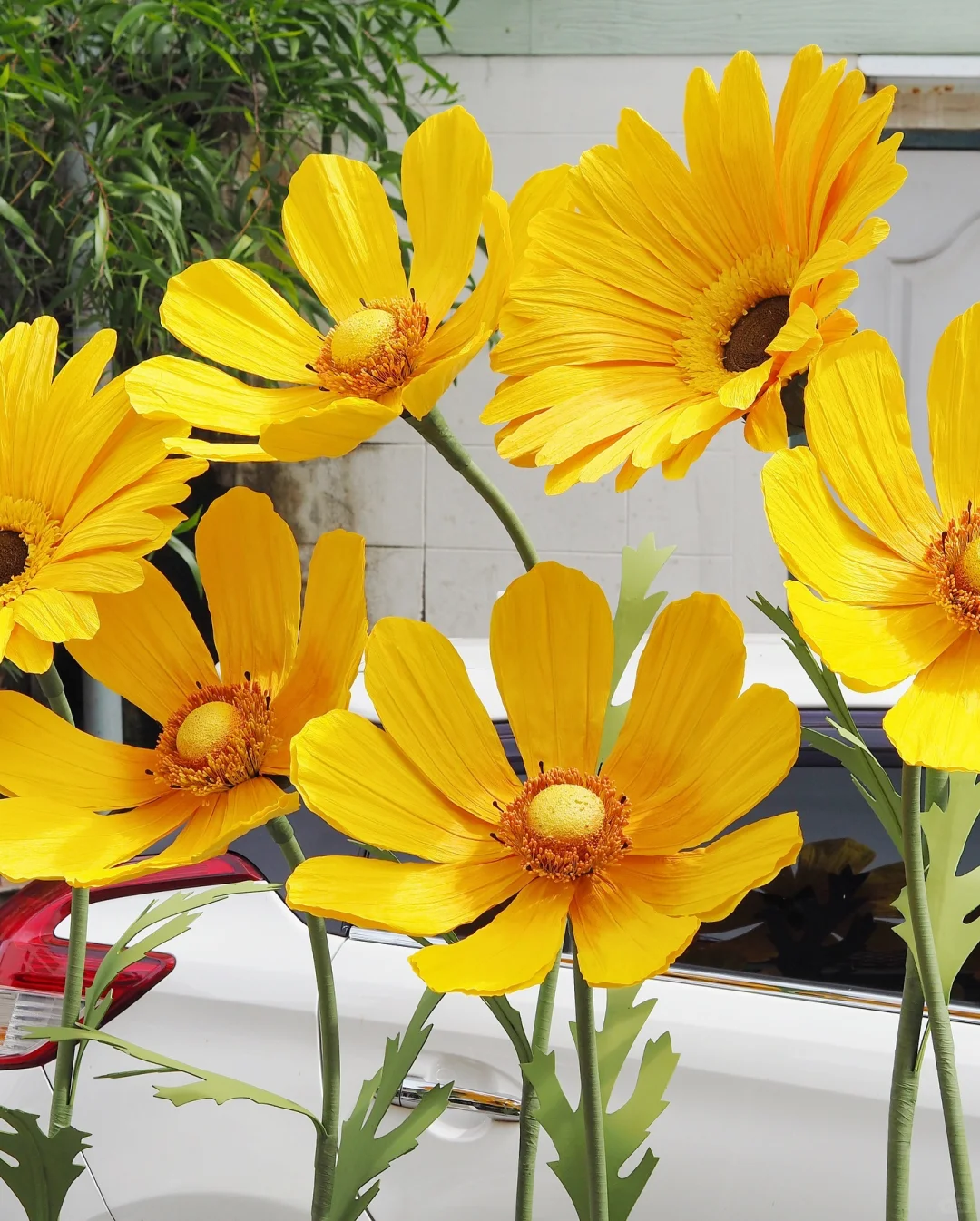 小小雏菊花