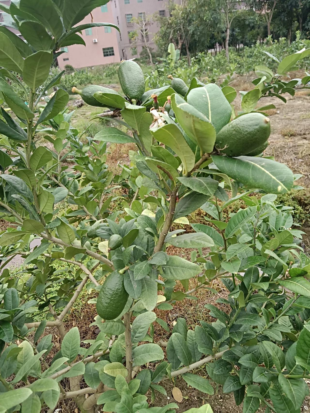 春日生活打卡季这是我自家种的柠檬