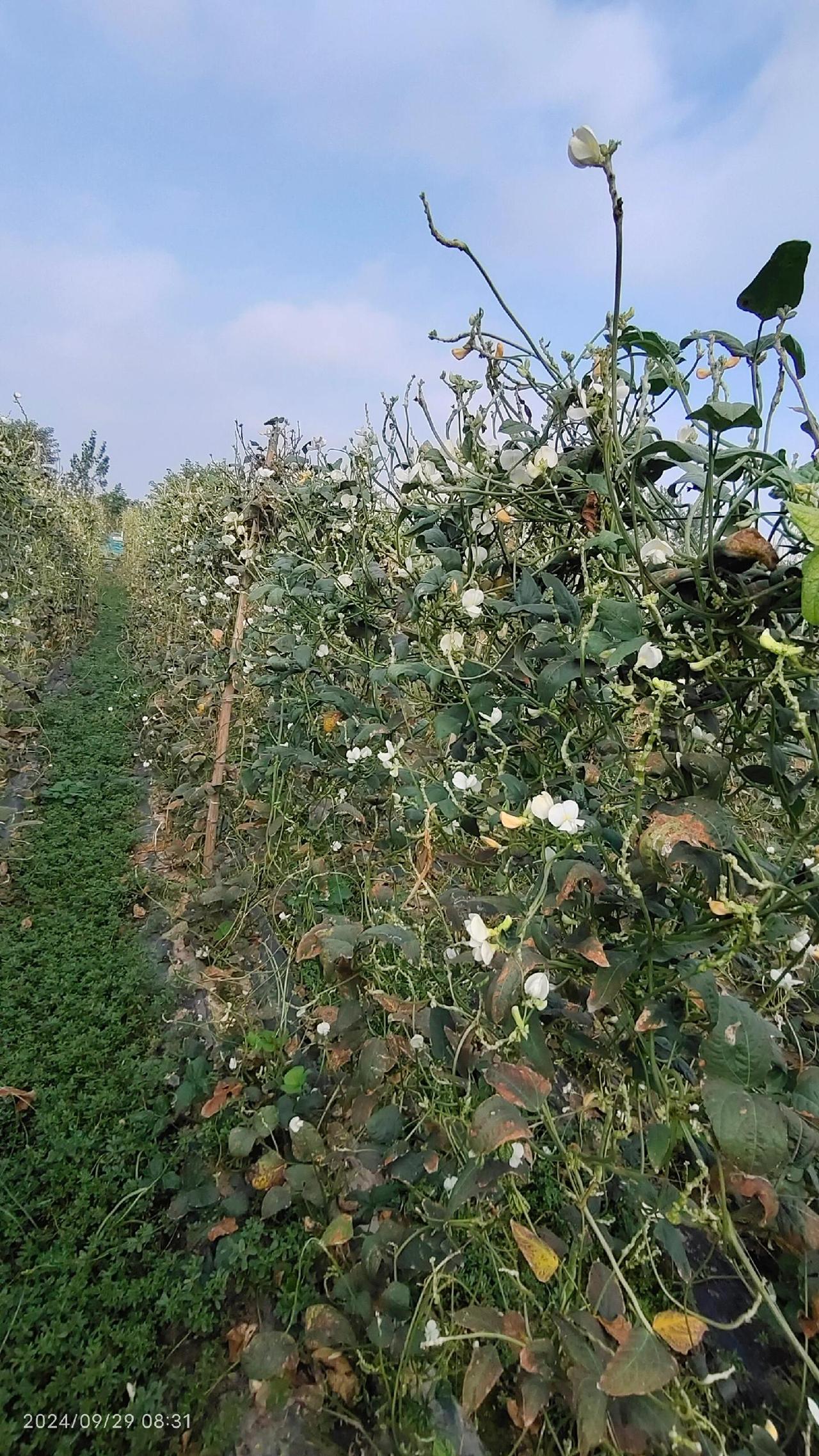 就这四亩地，就这四个表格，病虫害防治，滴灌药肥混施，保花保果轻松拿捏……