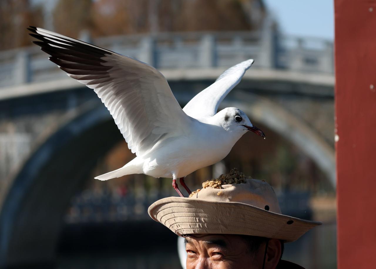 人鸥情深！马上有福！
在阳光灿烂、温暖如春的昆明过年真好！
抓拍到了这组红嘴鸥与