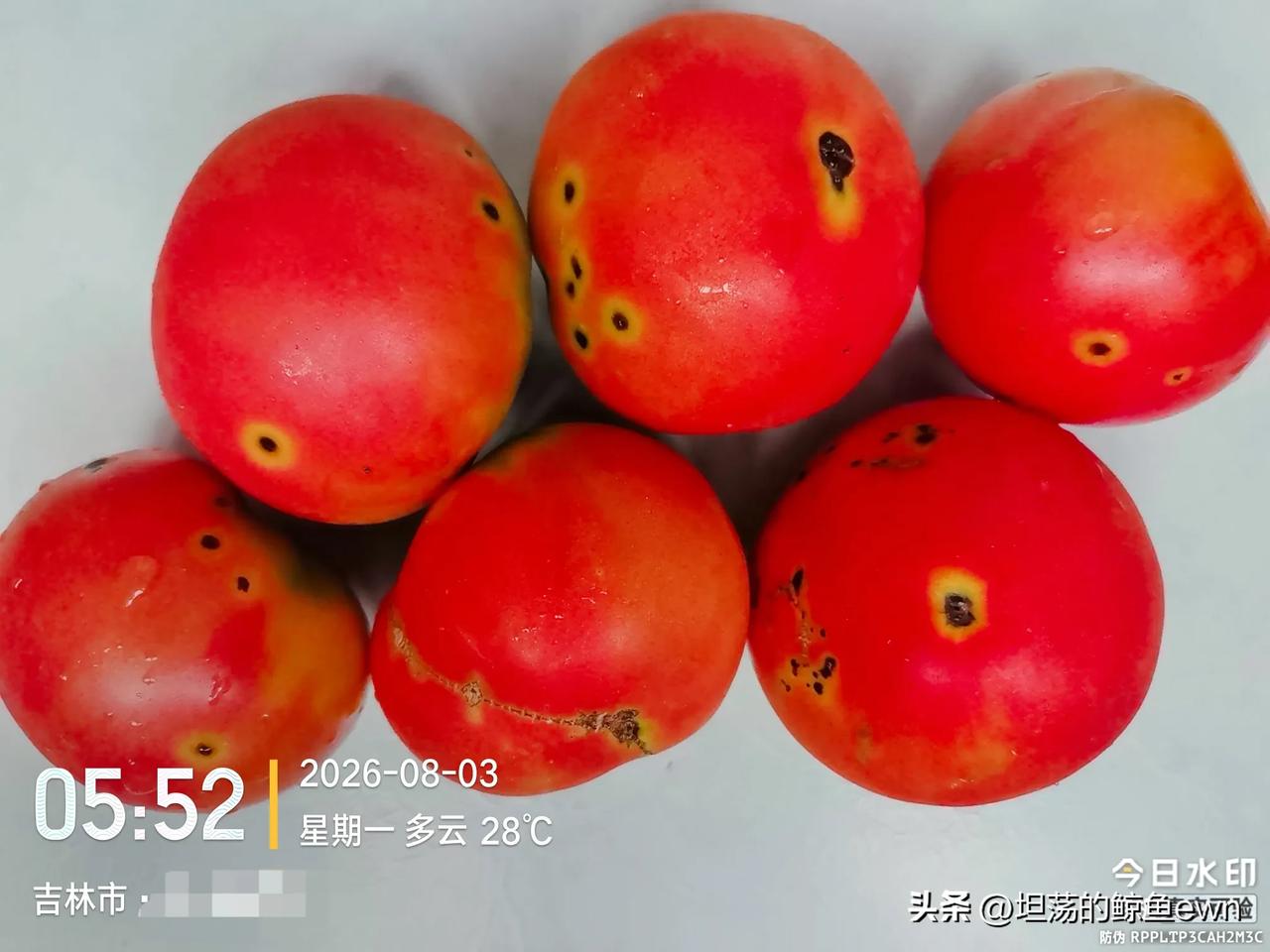 坐标吉林市， 2026年8月3日05:56分，两个退休老头在吉林市的早市发现西红
