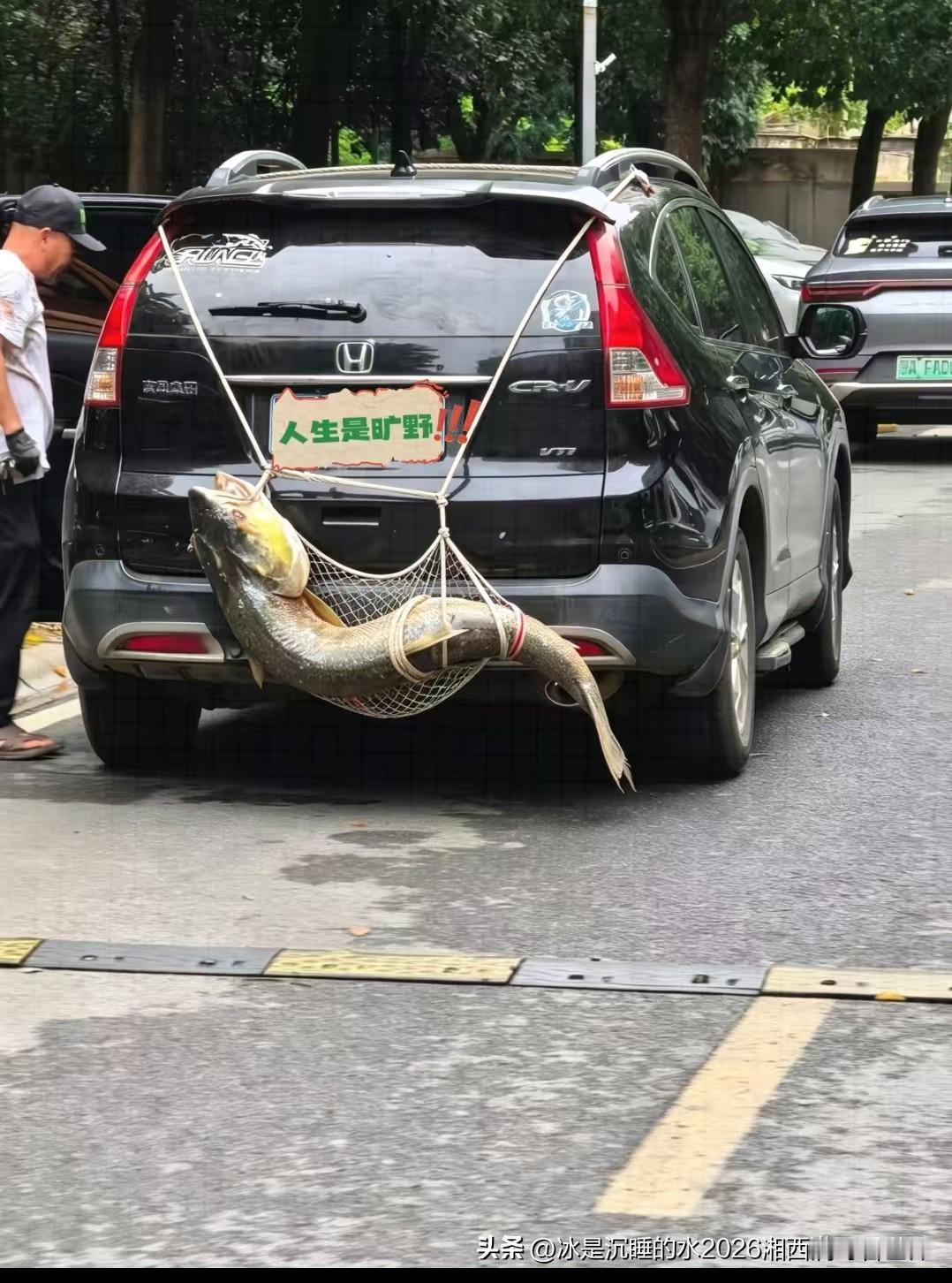 钓鱼佬的最高荣誉就是奋力钓上一条野生大鱼。这张图是一个资深钓鱼佬的战利品，绑在车