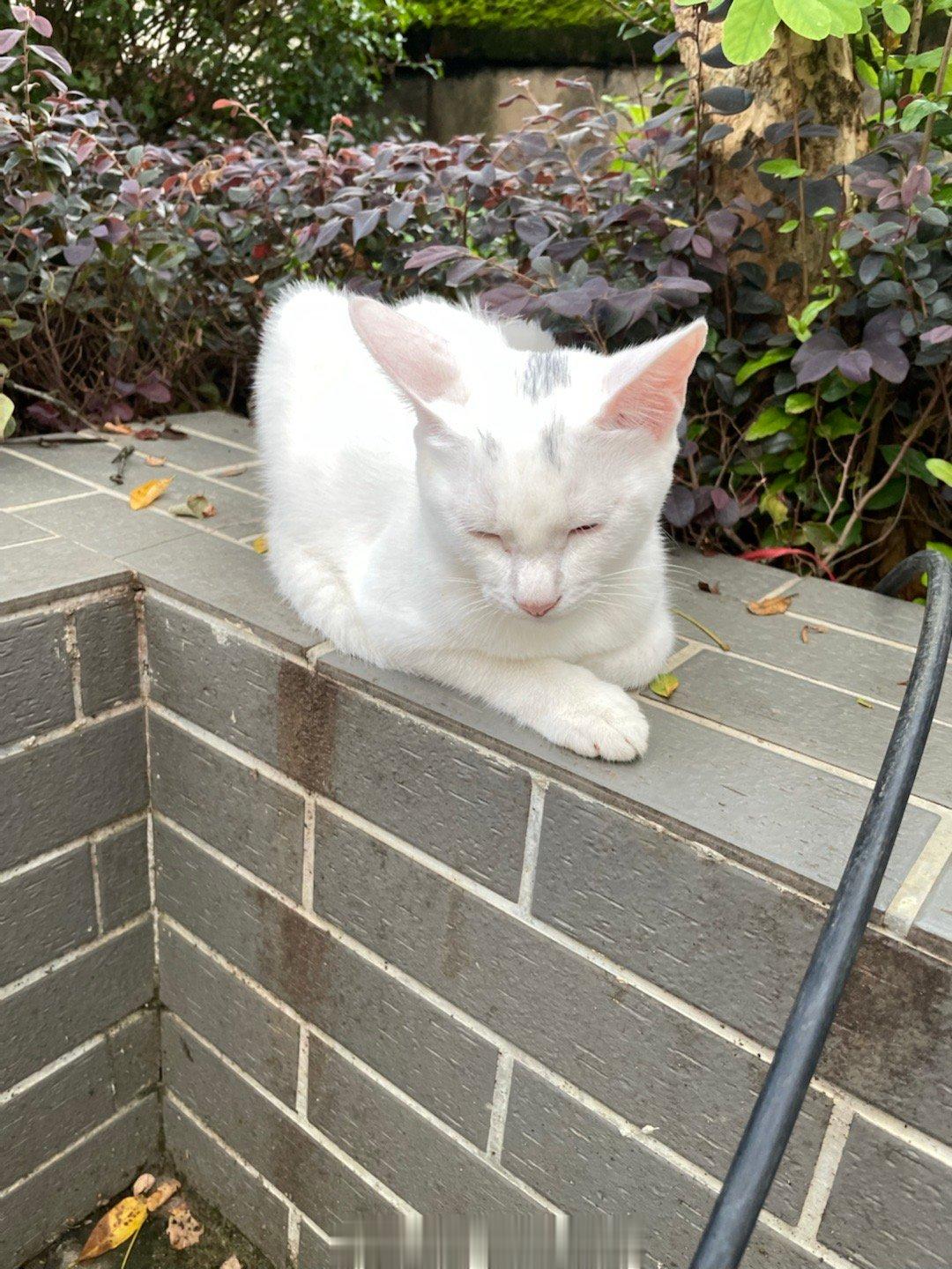 #萌宠那些事[超话]# 路遇野生刘小星！表情冷漠而狂打呼噜，然后突然差点咬我一口