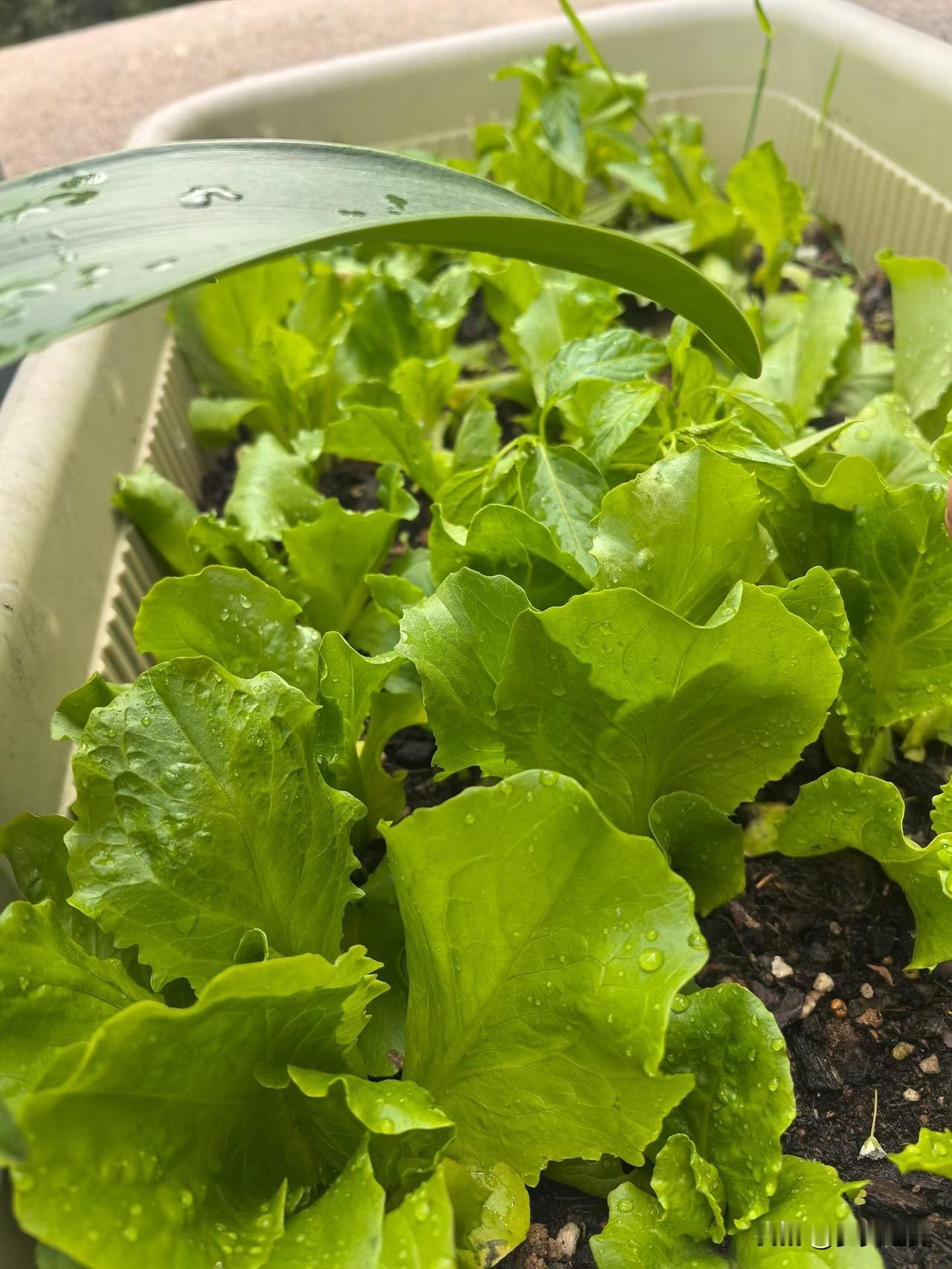 【小对联】
上：市侩；
下：……？