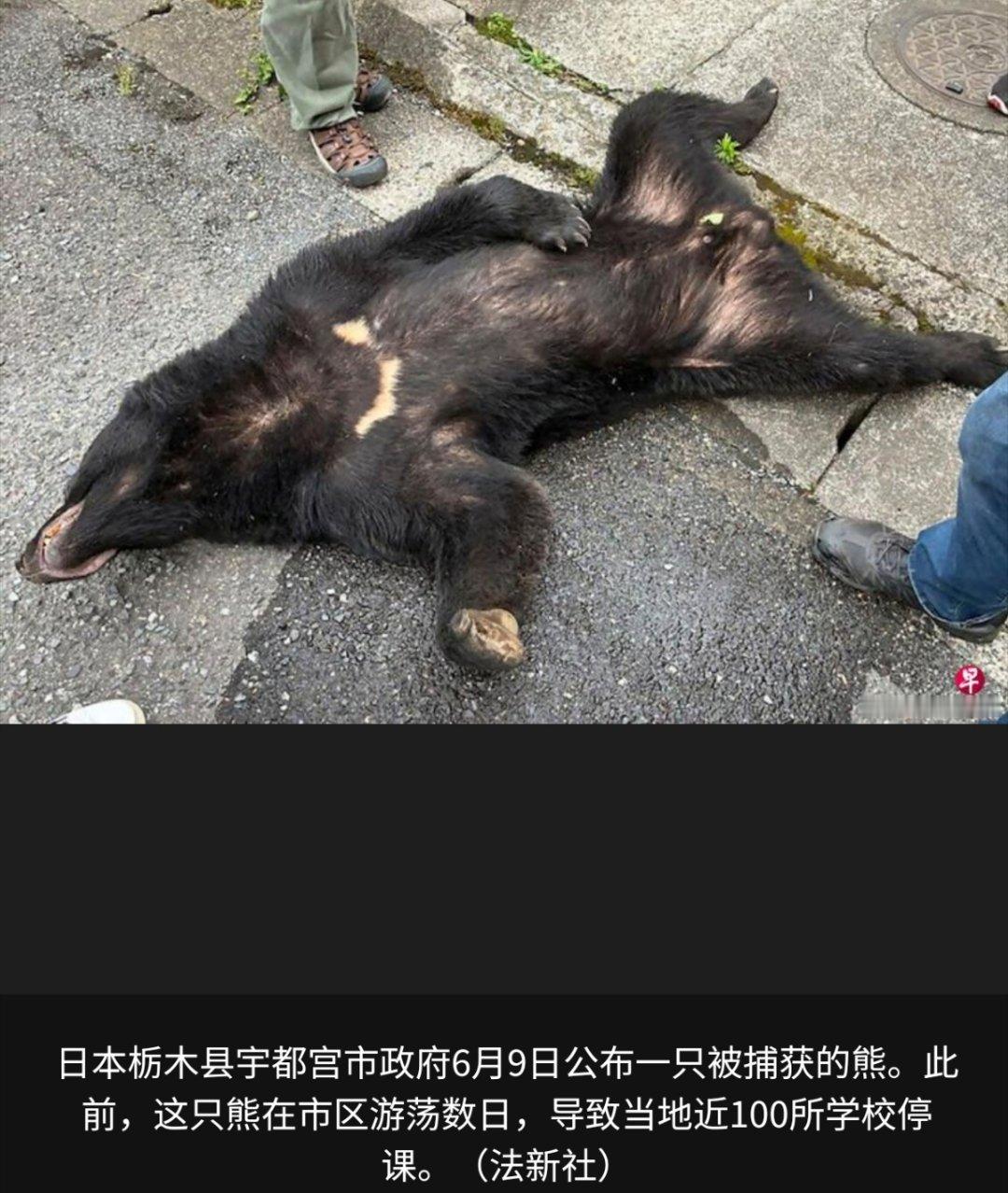 日本熊灾 由于野生熊频繁出现在居民区，日本东京都郊区八王子市宣布启动紧急支出计划