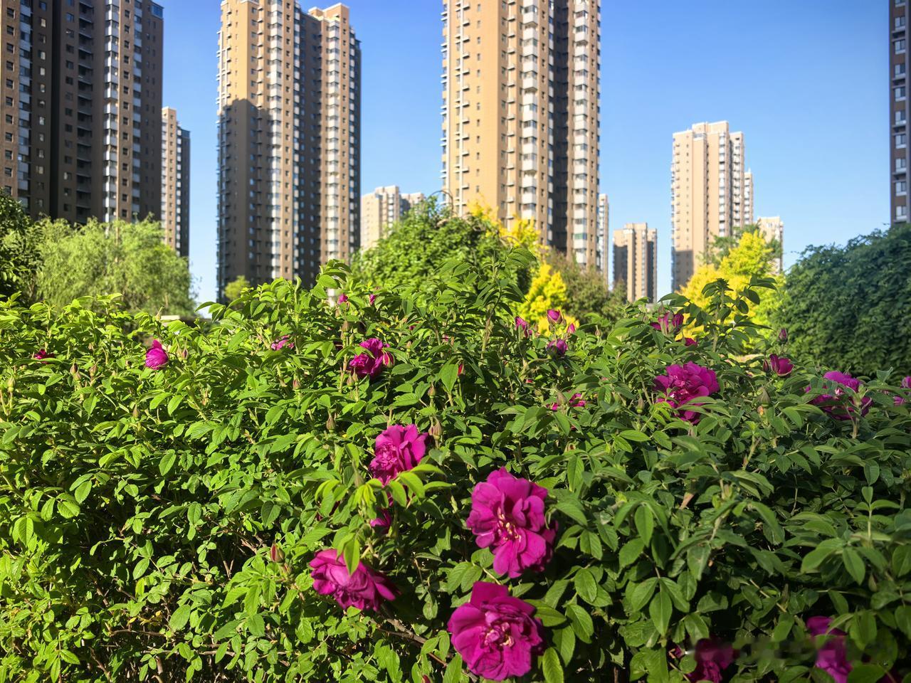 随手一拍的蓝天白云晴日的小区里，玫瑰花在风里轻晃，湖水映着高楼与柳影。日子像这蓝