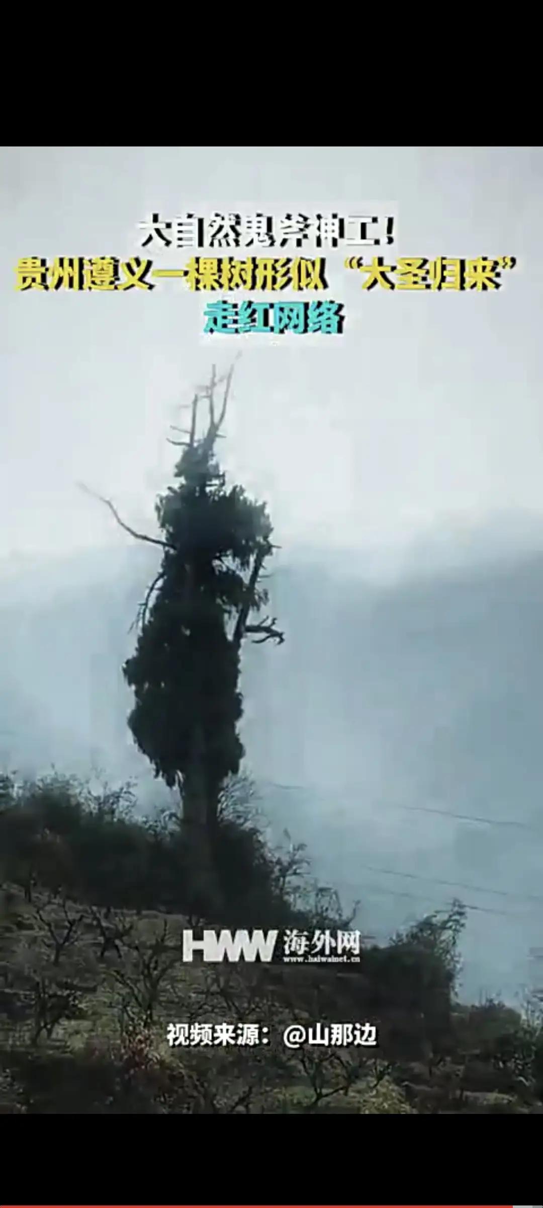 500 年古树竟长成“齐天大圣”？官方紧急保护，网友：这不是修剪，是神话照进现实