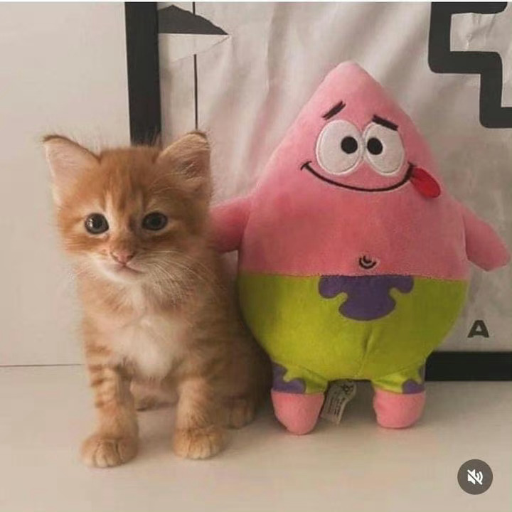 派大星变小啦！！