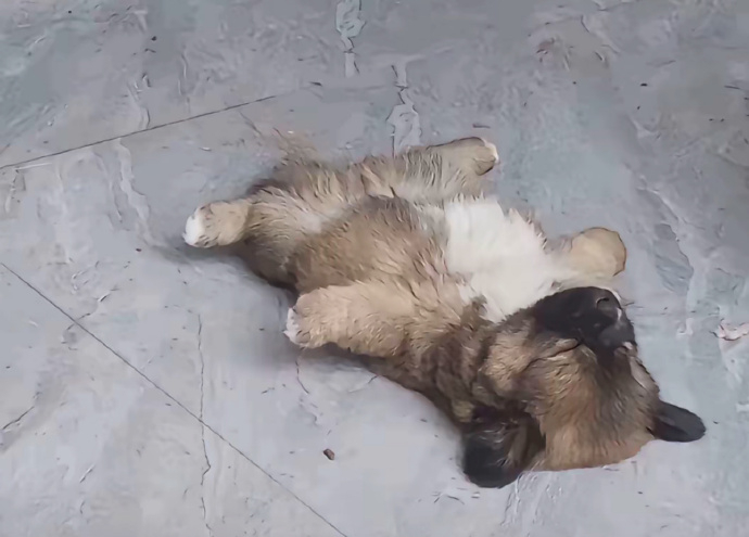 小狗感到安全时会把肚子朝上睡觉的... 