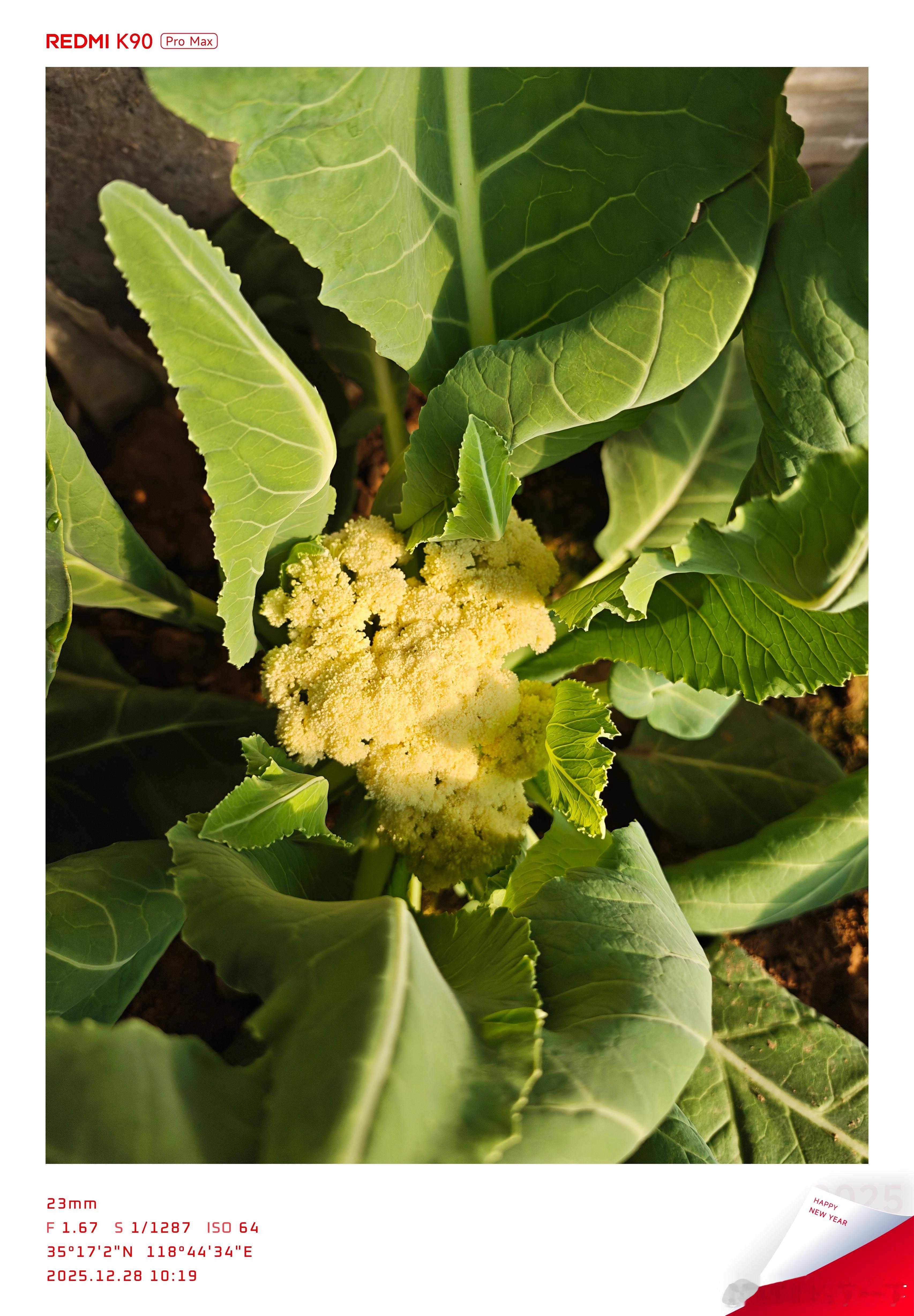 我的咚咚REDMI来了，不知道如何炫耀了📱那就来个冬日的万物生长吧！新年第一天