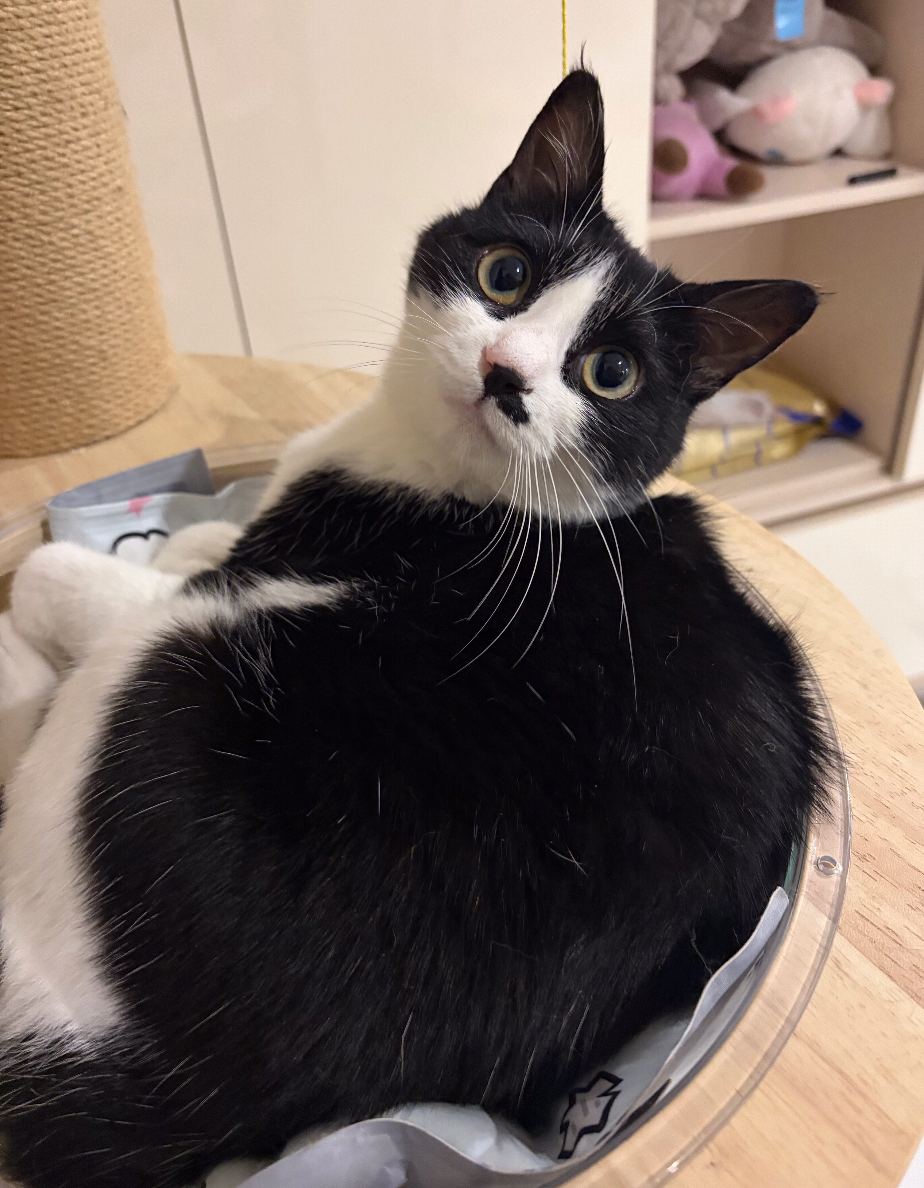 您又需要情感支持啦？daily奶牛猫 （投稿：）