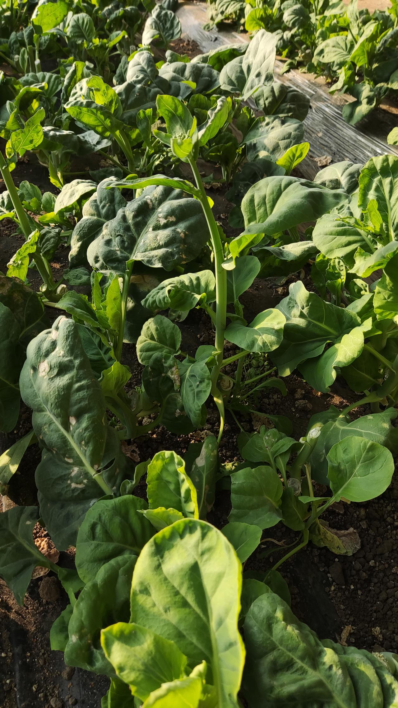 今年冬天的不同芥兰也是绿的