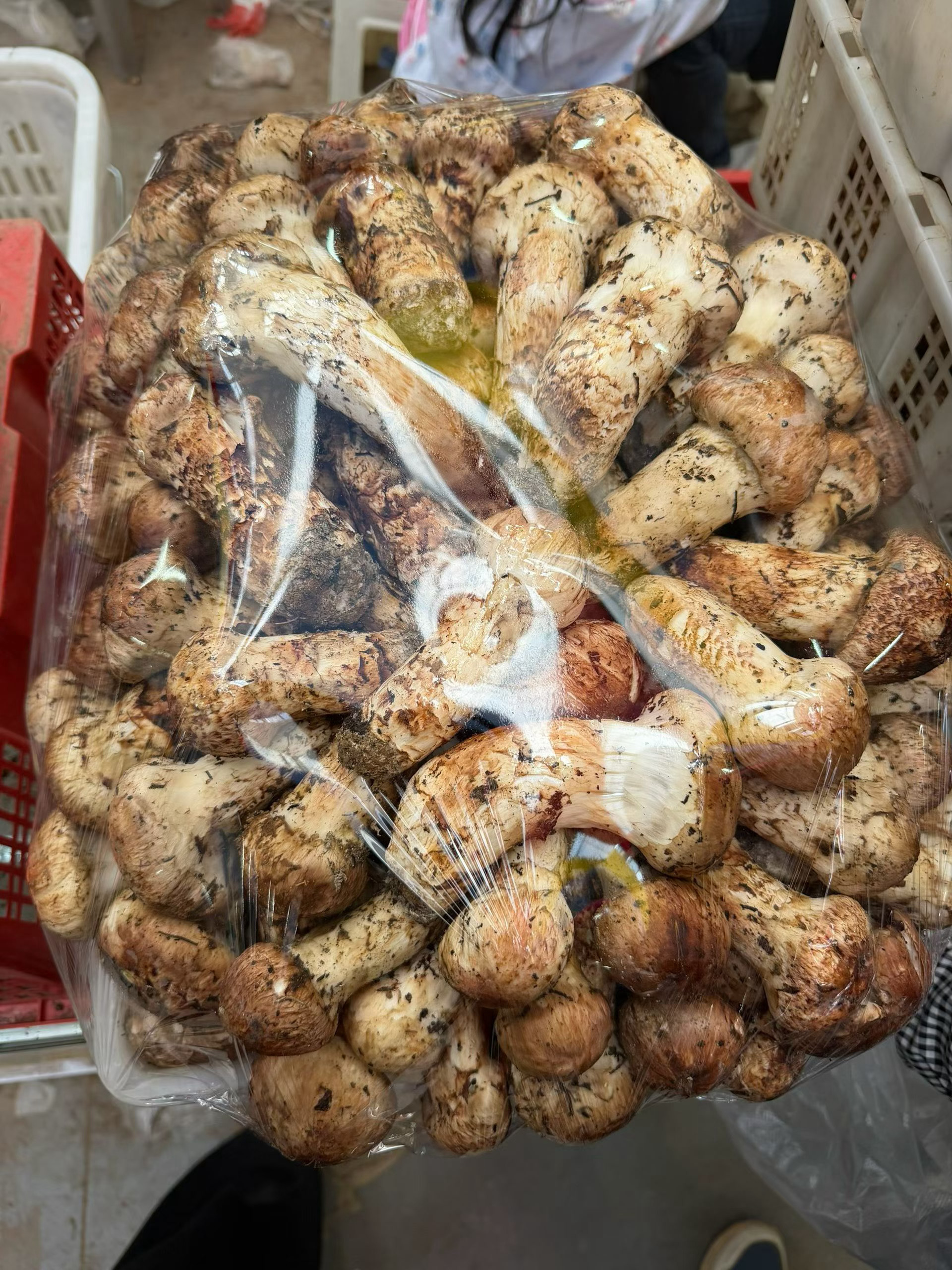 那你看，美不美，这几天大松茸多，价格又合适，简直了。😍😍😍松茸 香格里拉