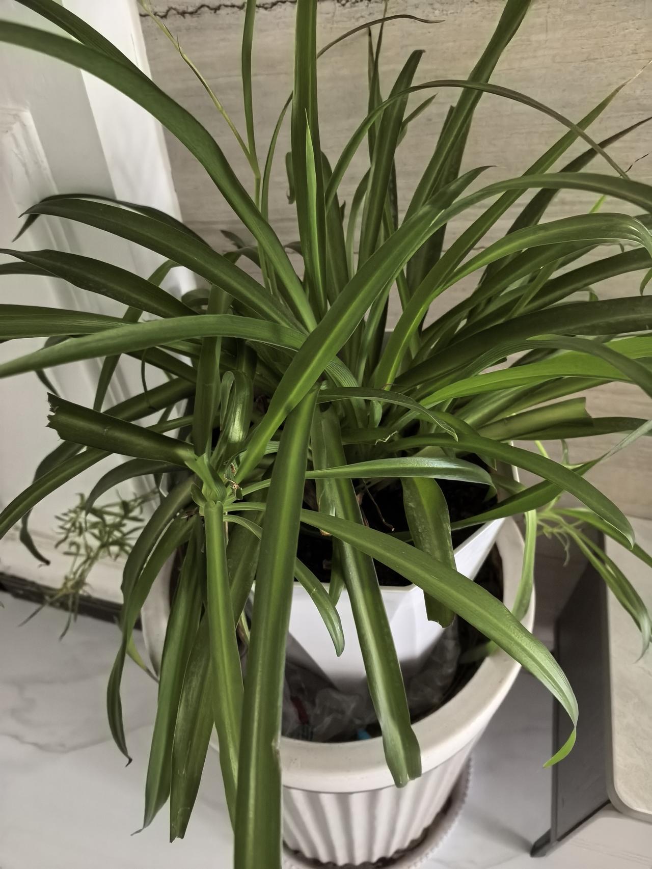 它是不急着开花的。春天来得再热闹，桃李挤挤挨挨地红了一坡，它也只静静绿着。等那些