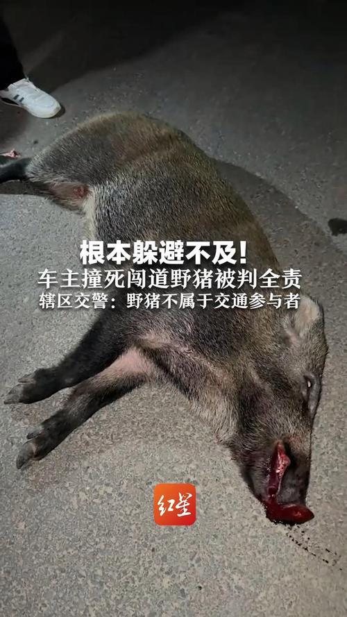 撞野猪被判定全责，车主深夜发声：不纠结公平，只愿少些同类意外

深夜行车撞野猪却