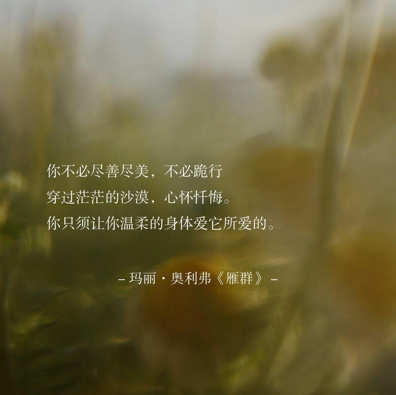 你不必尽善尽美，不必跪行穿过茫茫的沙漠，心怀忏悔。你只须让你温柔的身体爱它所爱的