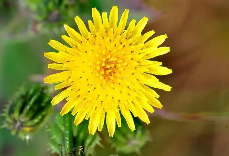 对联飞花令 蒲公英花
出句:痒蹭黄昏锈(雪浪)