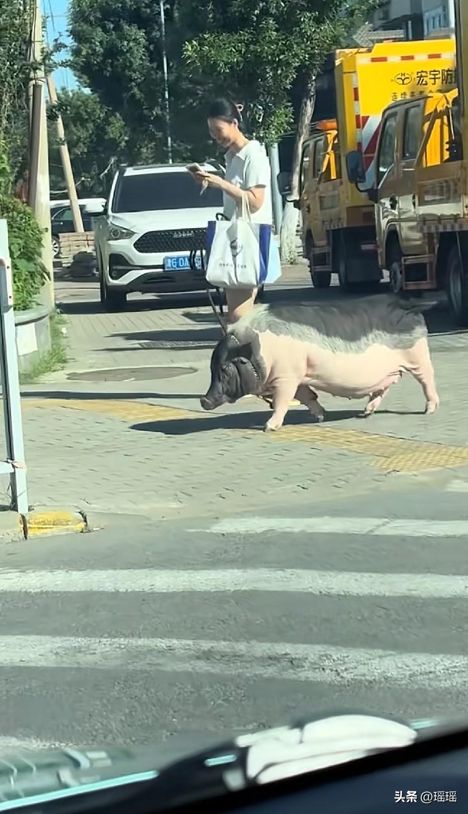 气人我还不如这一头猪[捂脸]