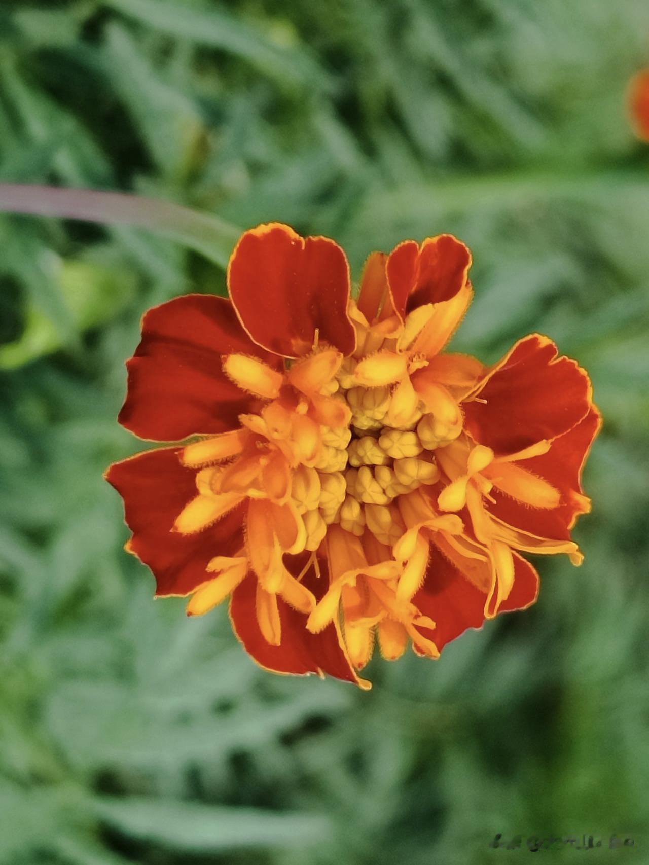 学名：孔雀草，菊科万寿菊属一年生草本花卉
孔雀草花语为爽朗、活泼、爱的契约，象征