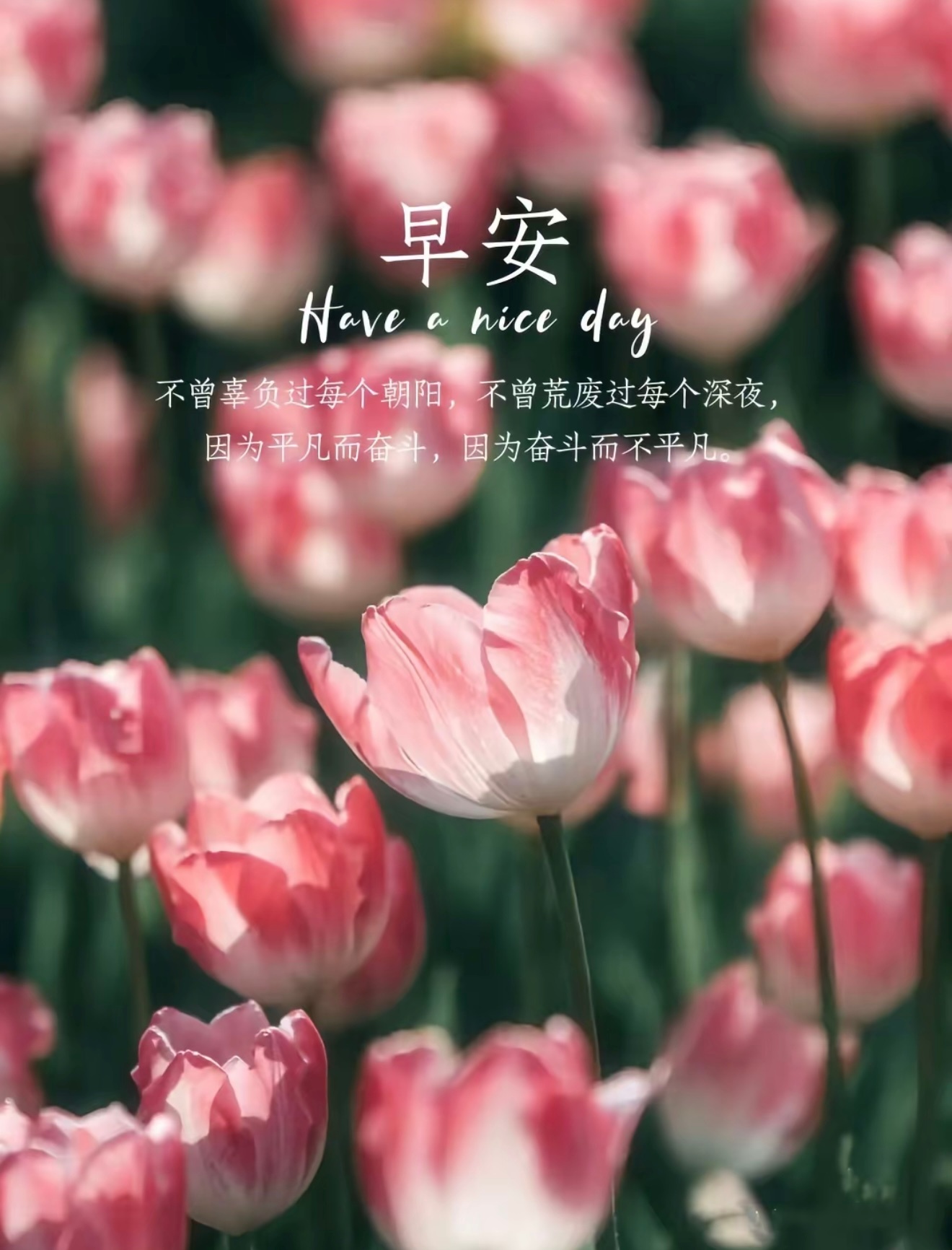 早安 晨光缓缓洒落，与崭新的一天相逢。放下昨日烦忧，心怀温柔与善意，稳步向前，早
