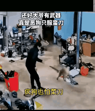 武功再高的疯狗也怕打狗棒