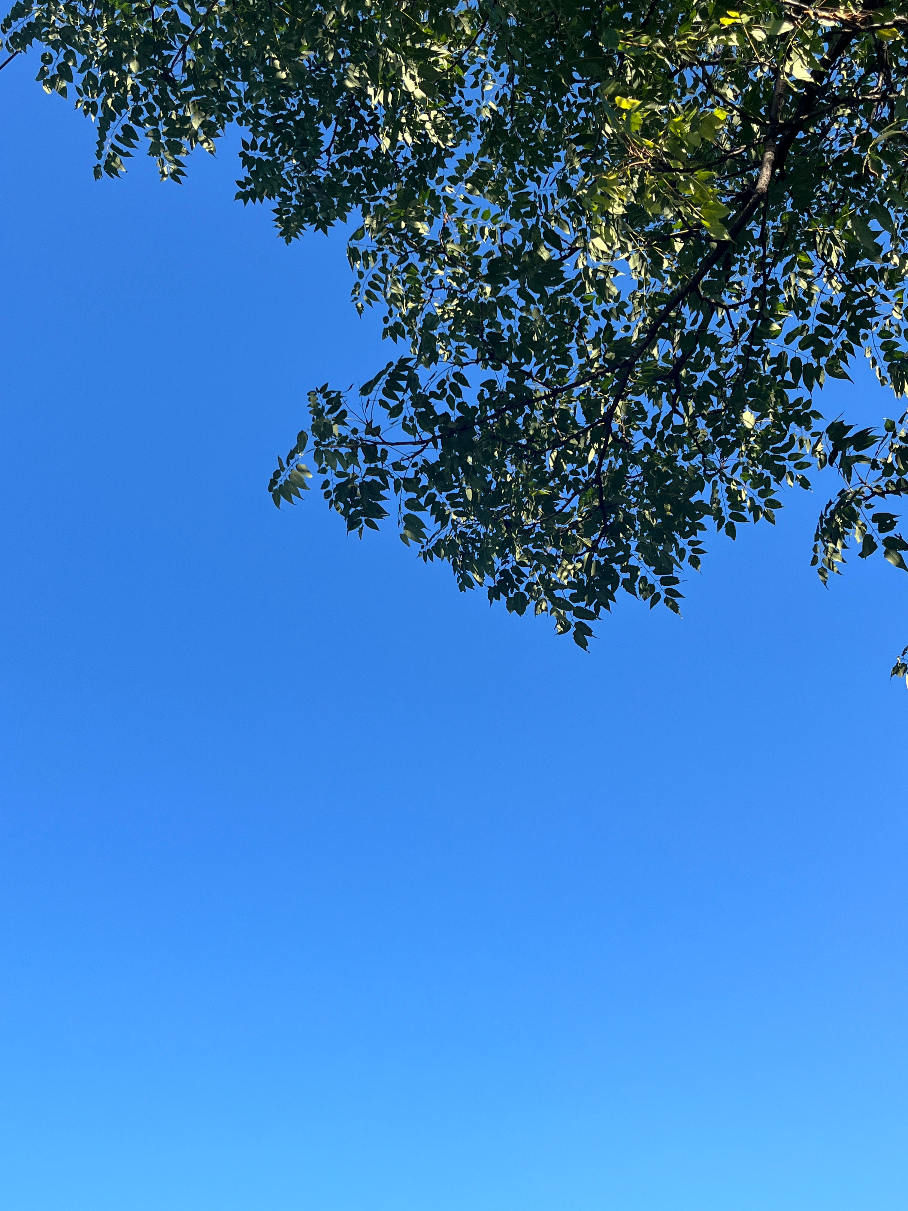 今天北京天气真好，好得不可思议，但又是秋天的北京标配。在北方的姐妹懂我在说什么！