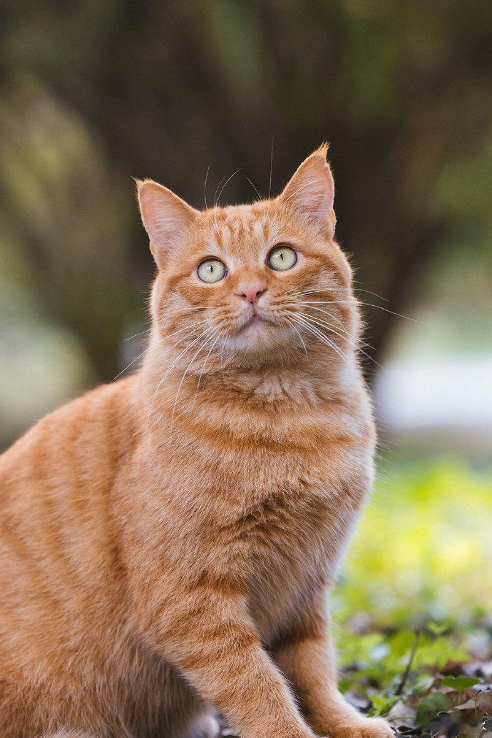 #你认为哪种神兽最能代表中国# 我们家的宠物就很可爱呀，如果可以的话，我觉得也可