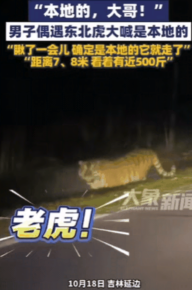 吉林女子夜搭出租，遭遇惊魂一刻，司机一句“本地的”，背后竟藏着与东北虎的神秘“问