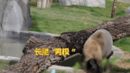 【核桃坪新一届野培大熊猫亮相】今天咱们直奔核桃坪野化培训基地——国宝们回归山林的