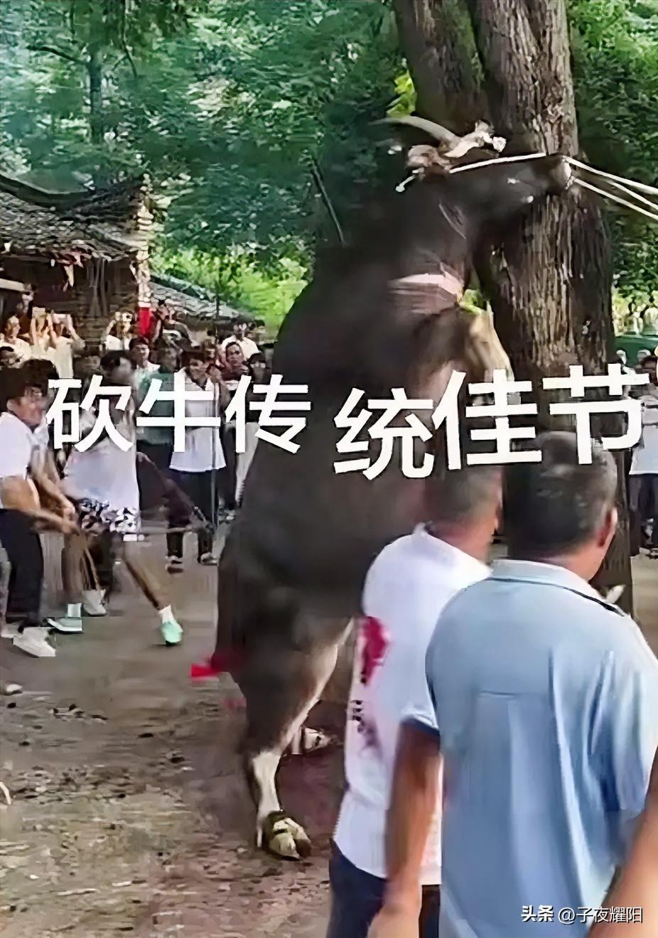 几根粗绳拴着牛头
几十号人在前面使出蛮力拉扯
后面几十号人则拿着粗壮的竹条和木棍