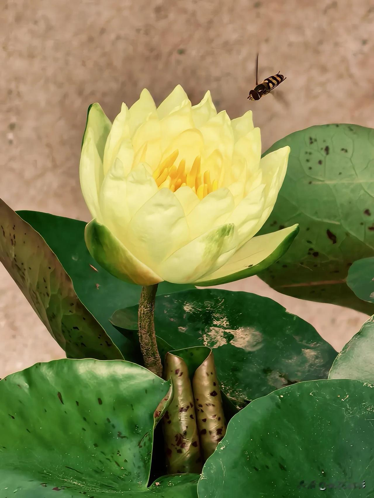 炎炎夏季，多彩睡莲美丽绽放。

下了好几天的雨，今天终于晴天了。

一早起来外面