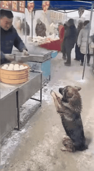 板下跪、作揖，不曾想，包子没讨到，老板一盆沸水却迎面浇来。

排队买包子的顾客看