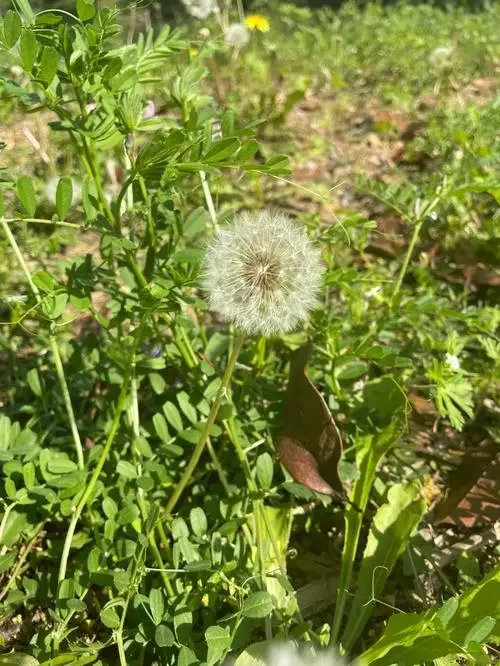 不花钱的好药——农村里常见的蒲公英，散结能手！ 在我们的身体里，有时会...