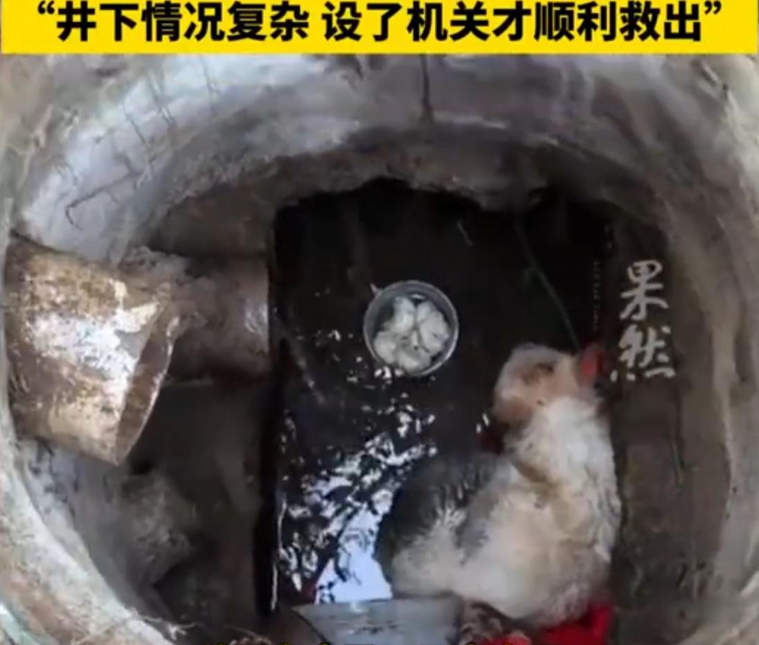 【三年守望，终于上岸！烟台井下小狗获救，它等到了春天✨】

“三年了，我们没放弃