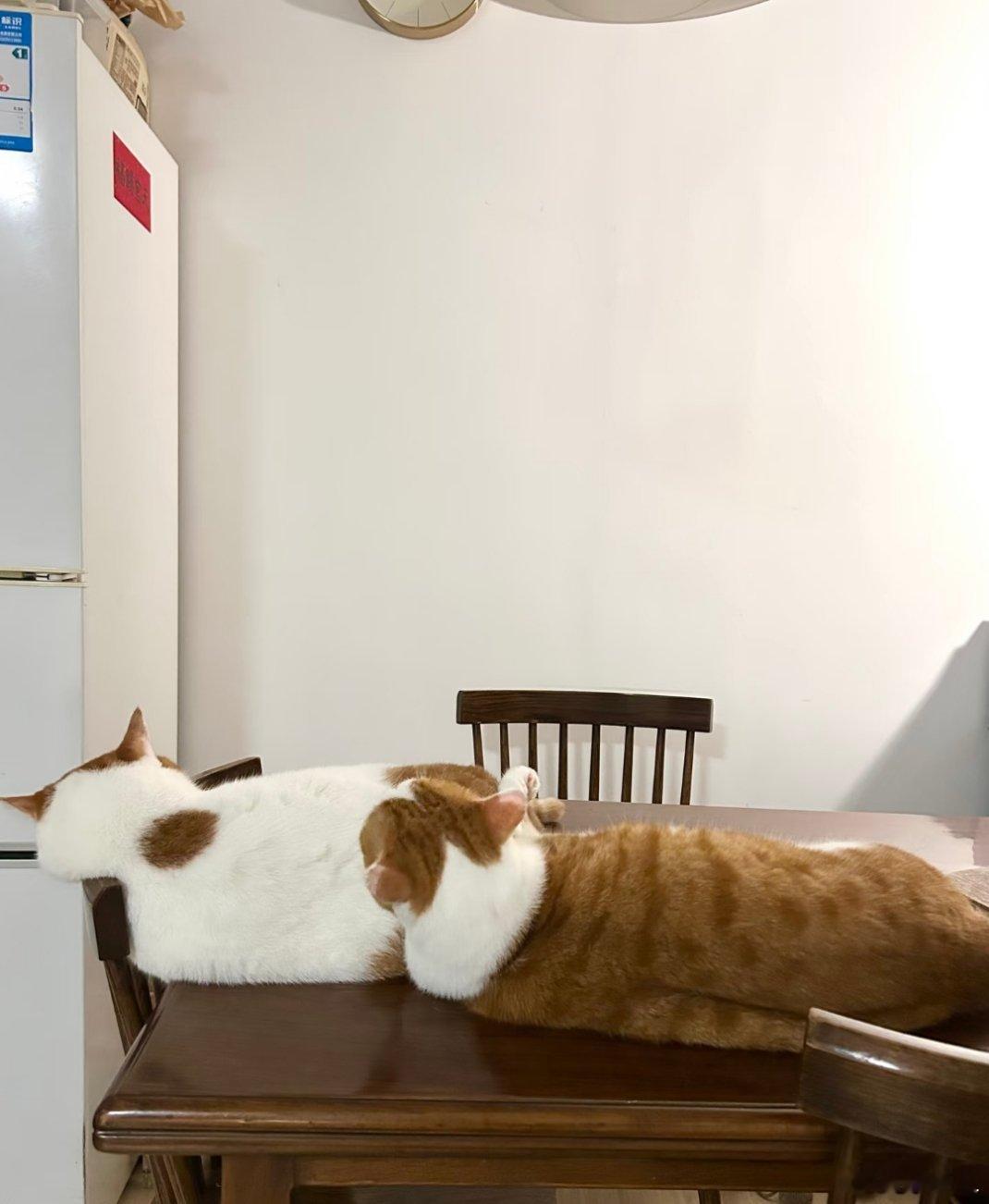 猫一起久了，版型会越来越像吗🤔 ​​​