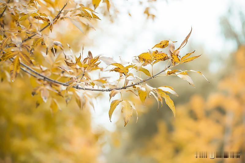 秋风悄悄上线🍂
捡落叶、晒暖阳，把日子过得慢悠悠。
捕捉秋日细碎美好，记录属于