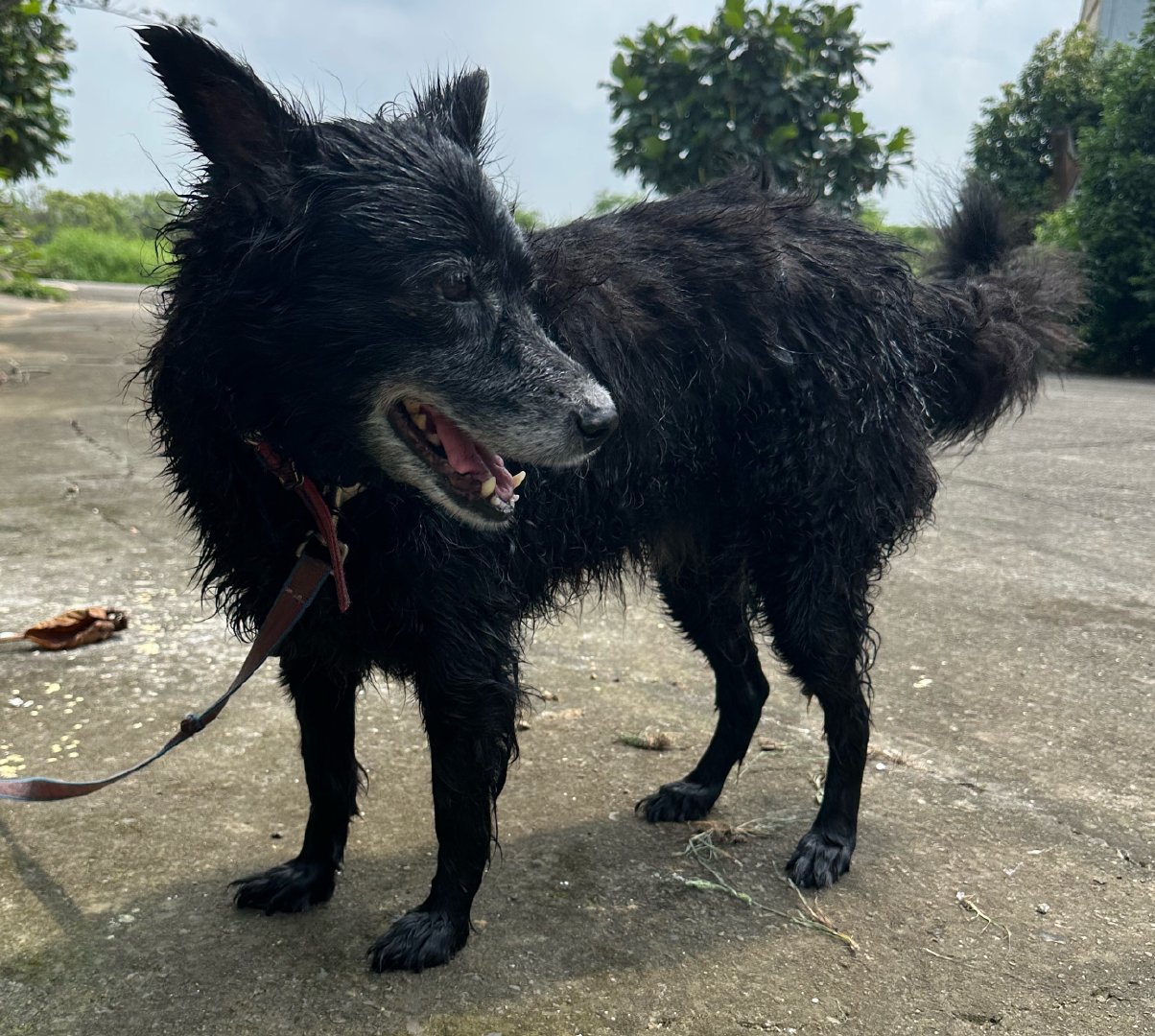 每日萌宠打卡萌宠今天是国际宠物日，天气又好！帮我家缘缘洗个澡吧