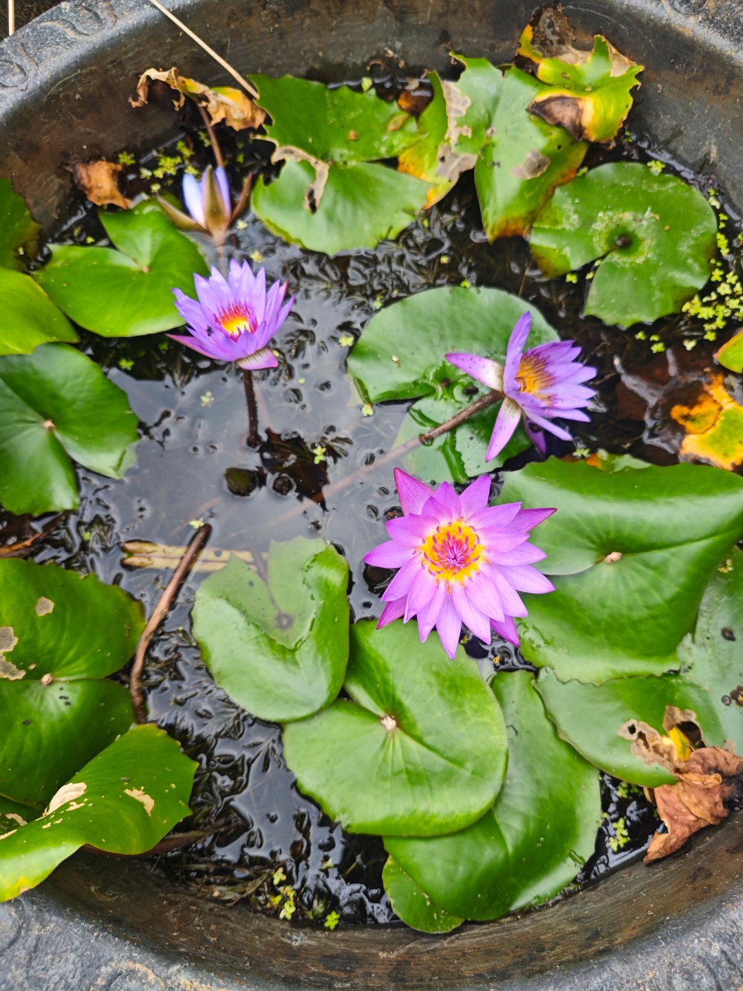 热带睡莲‘蒂娜’ ​​​