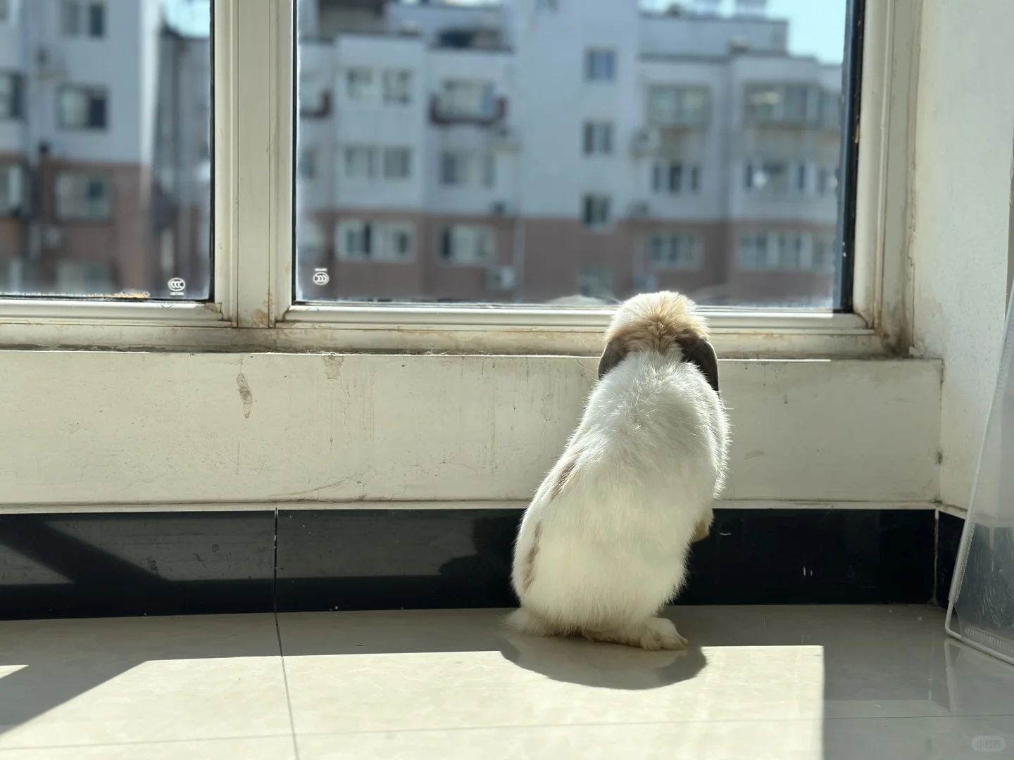 谁家小屁股兔子这么大