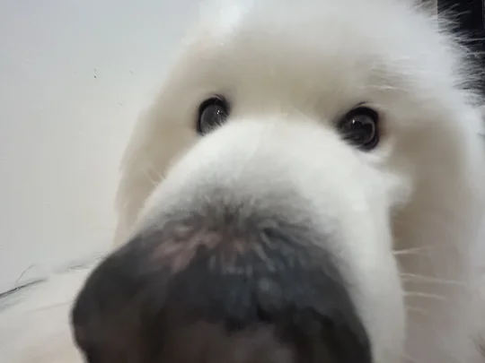 你家狗也这么爱臭脸么