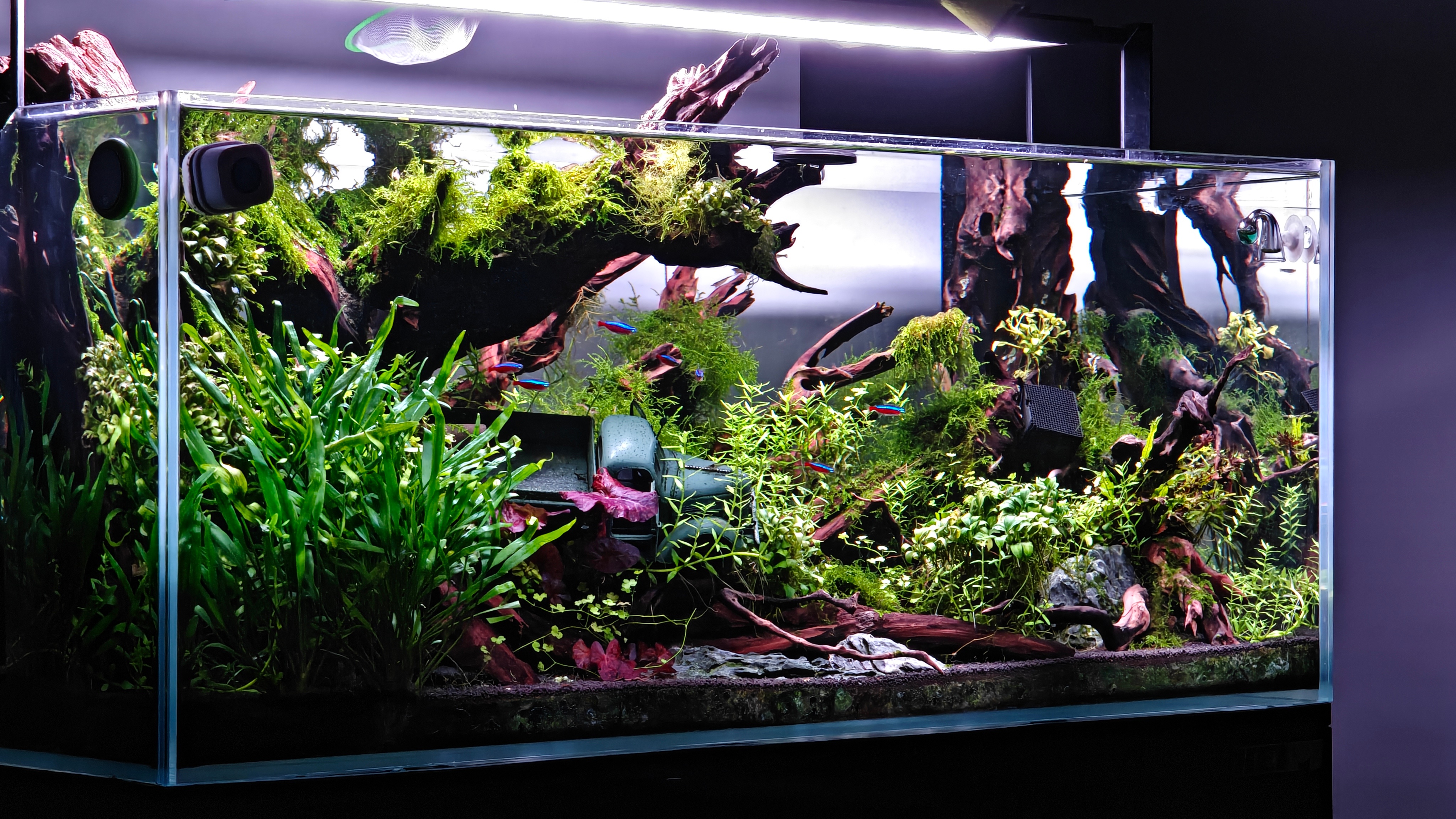 前两天还暴绿毛藻，看着都恶心换了一次水，下了200黑壳今天又是空气缸了自己玩了好