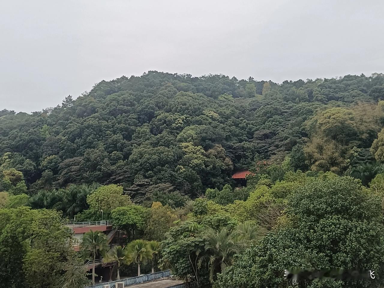 新的一天，愿大家有好心情，好运气！
公园花树随拍 
风景